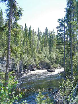 The Kopka River in the Boreal Forest